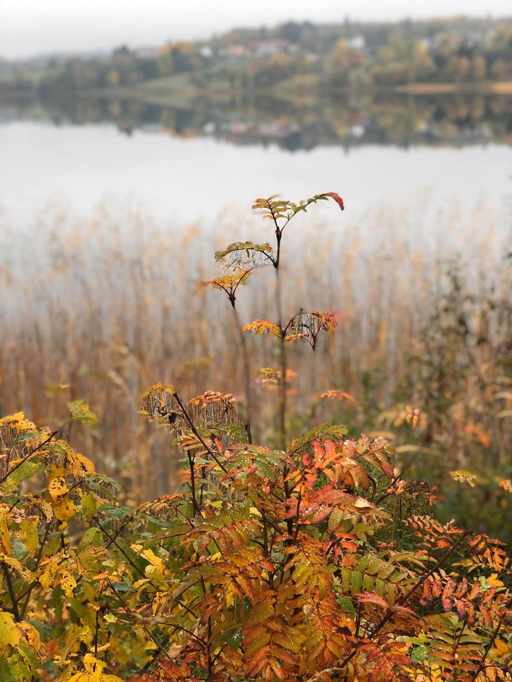 Den magiska hösten&nbsp;2020