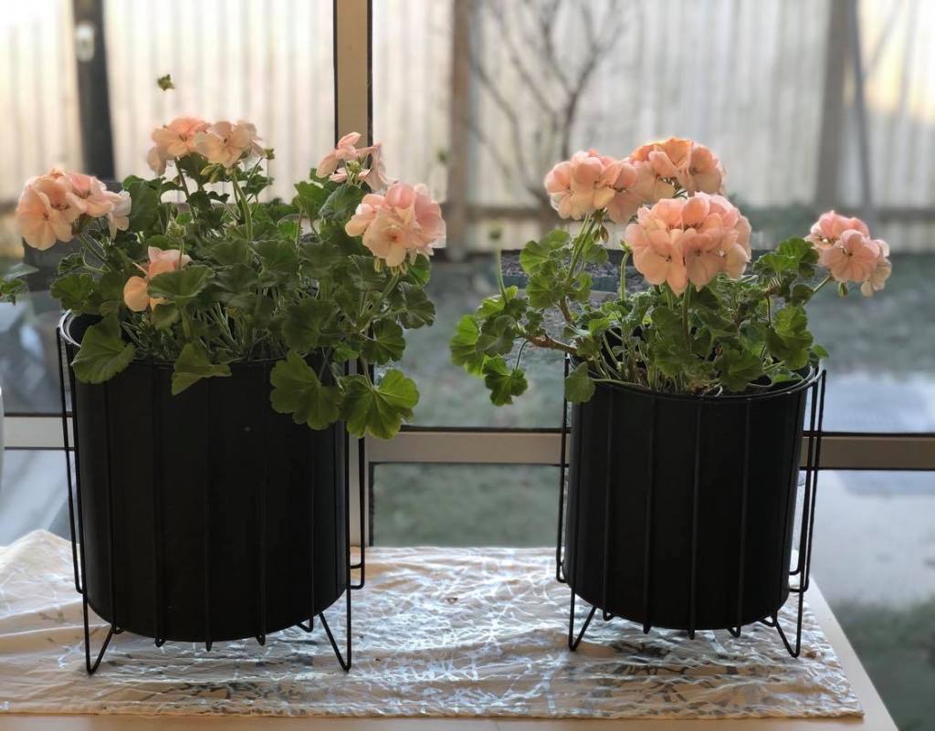 Så övervintrar du&nbsp;pelargoner