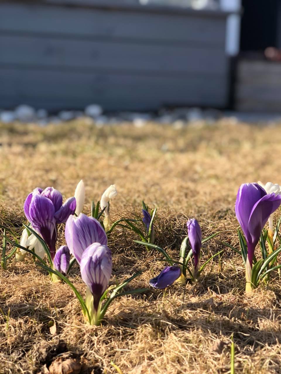 humble bundle purple&nbsp;flowers